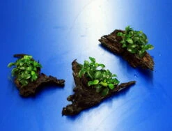 Anubias 'Petite' Oder 'Bonsai' Auf Einer Wurzel / Kleinstes Zwergspeerblatt