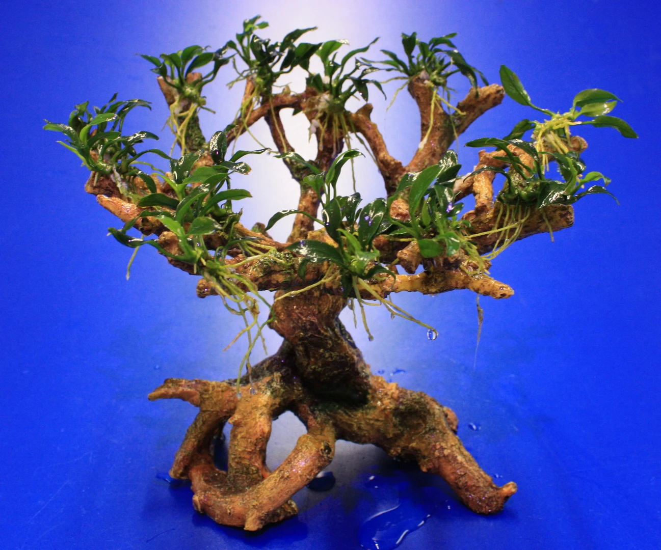 Bepflanzter Drachenbaum / Bonsaibaum Mit Anubias Pangolino *** Rarität *** – Bild 2