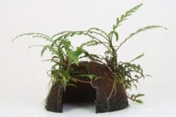 Coco Cave Mit Hygrophila Pinnatifida / Fiederspaltiger Wasserfreundauf Kokosnuss-Höhle