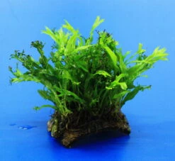 Mini Kokosnuss-Brücke Mit Javafarn WINDELOV / Microsorum Pteropus Windelov