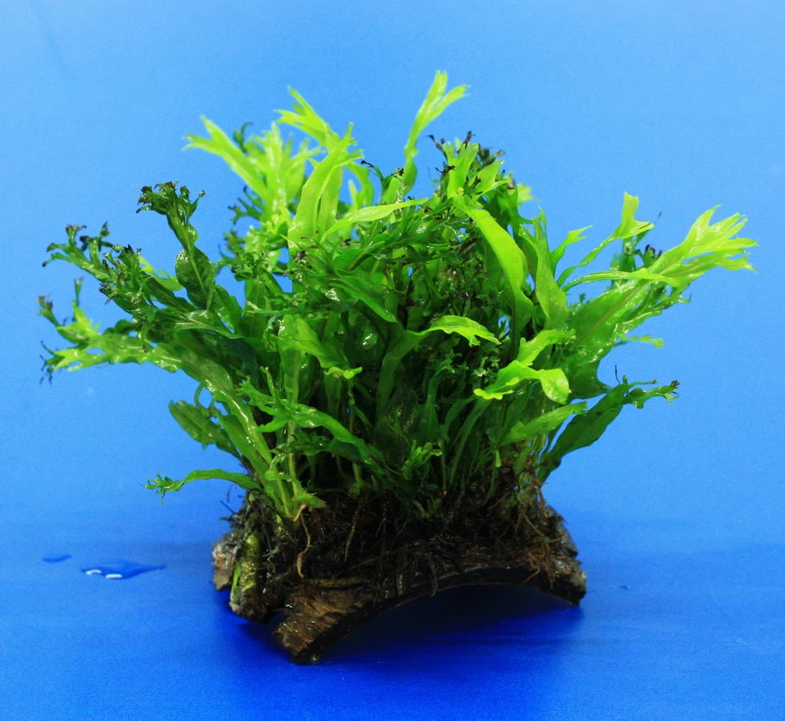 Mini Kokosnuss-Brücke Mit Javafarn WINDELOV / Microsorum Pteropus Windelov