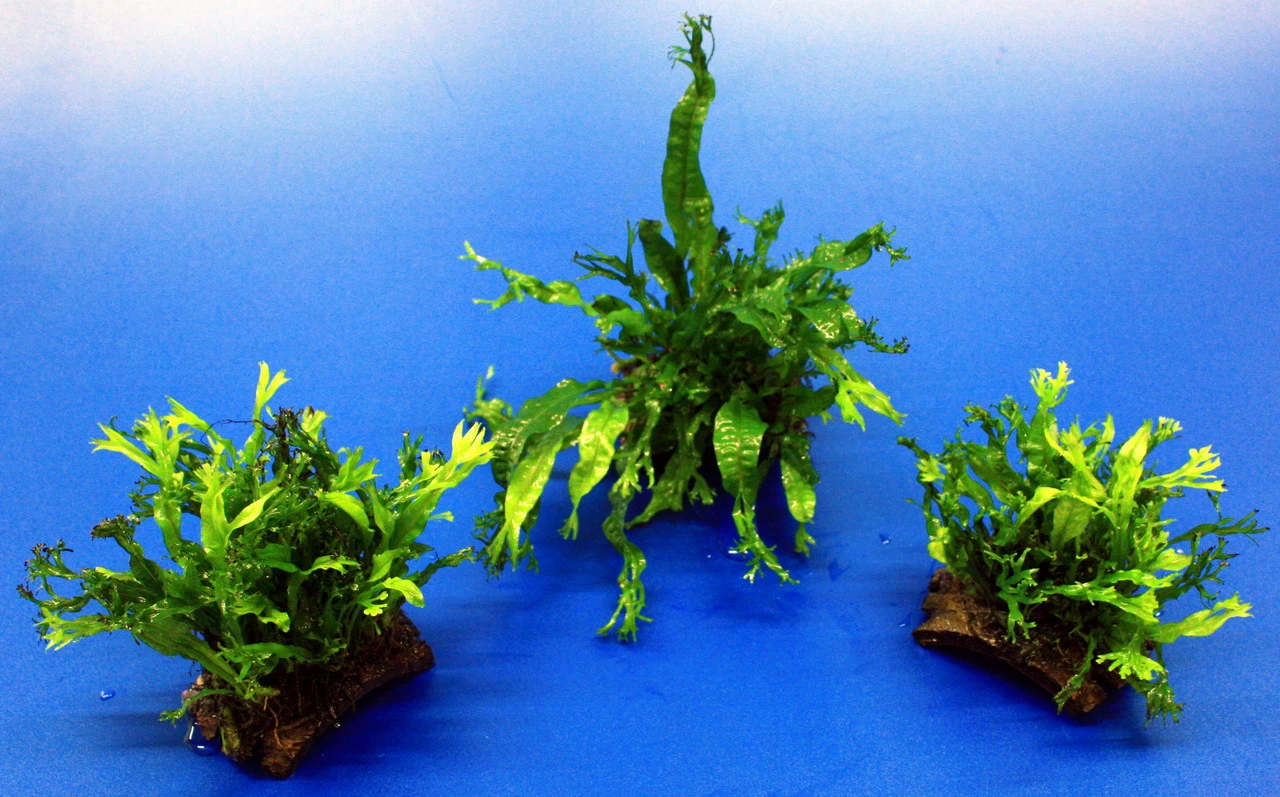 Mini Kokosnuss-Brücke Mit Javafarn WINDELOV / Microsorum Pteropus Windelov – Bild 2